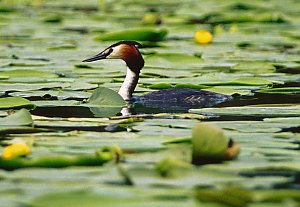 Vogel im Donaudelta