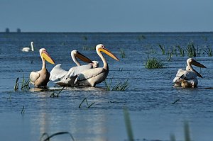 Pelikankolonie im Donaudelta